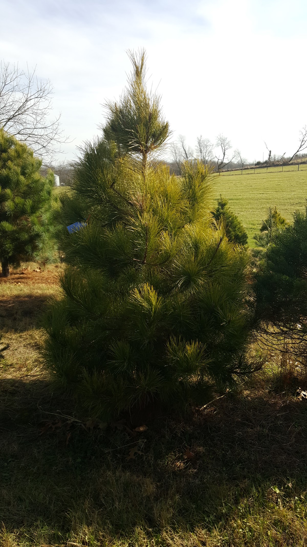 Handley's Holiday Hillside Inc in Solon, Iowa