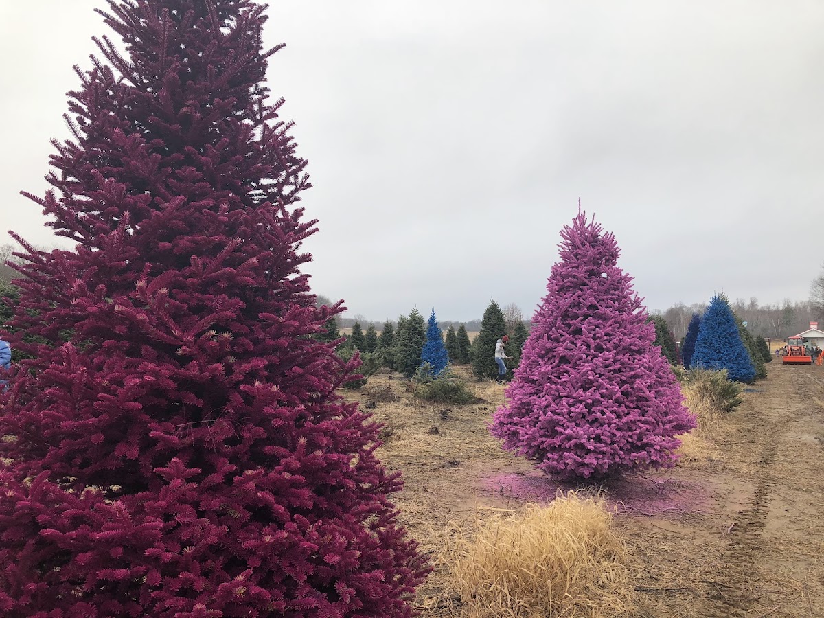 Happ's Choose & Cut in Wild Rose, Wisconsin