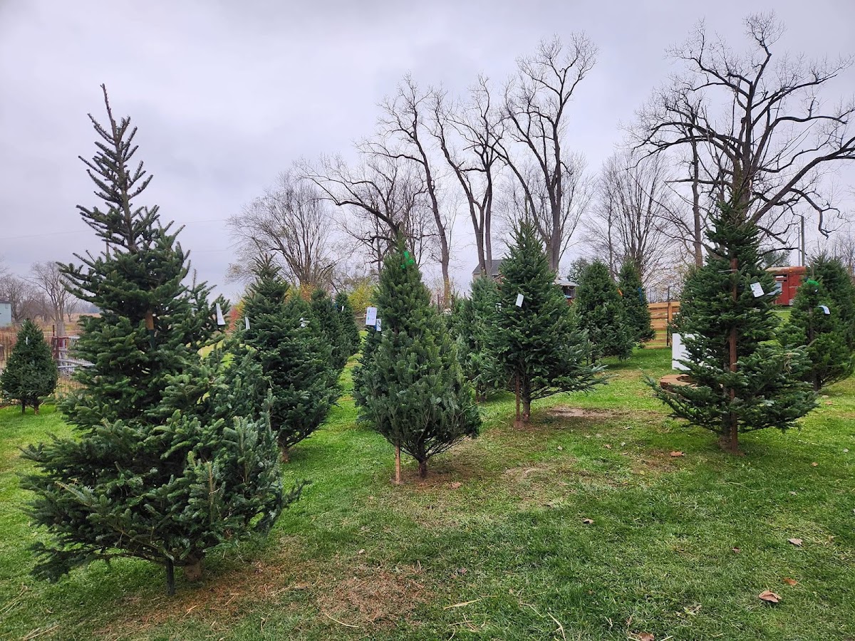 Happy Goat Christmas Tree Farm in Fort Wayne, Indiana