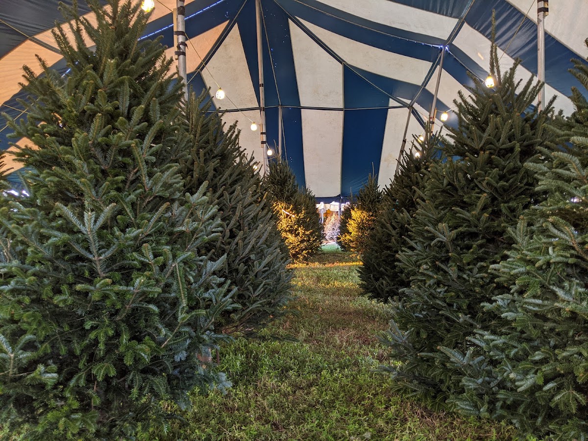 Happy Holiday Christmas Trees in Davie, Florida