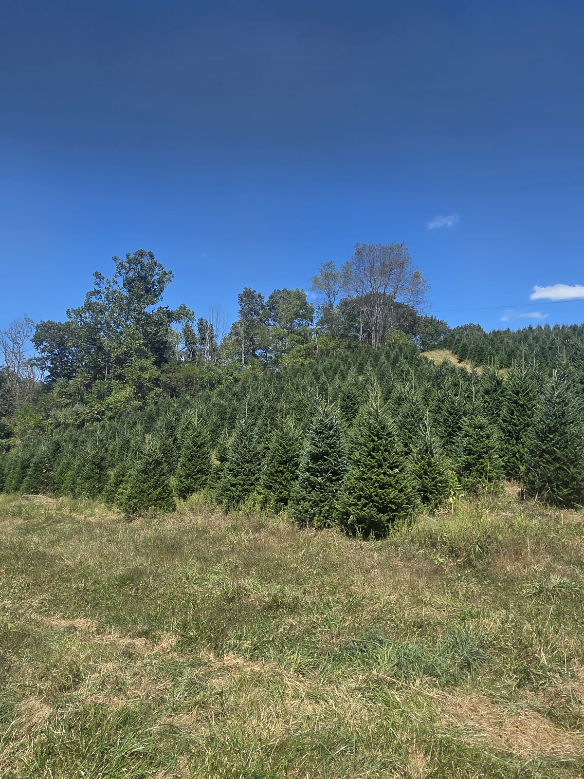 happy holiday Christmas trees Delray in Delray Beach, Florida