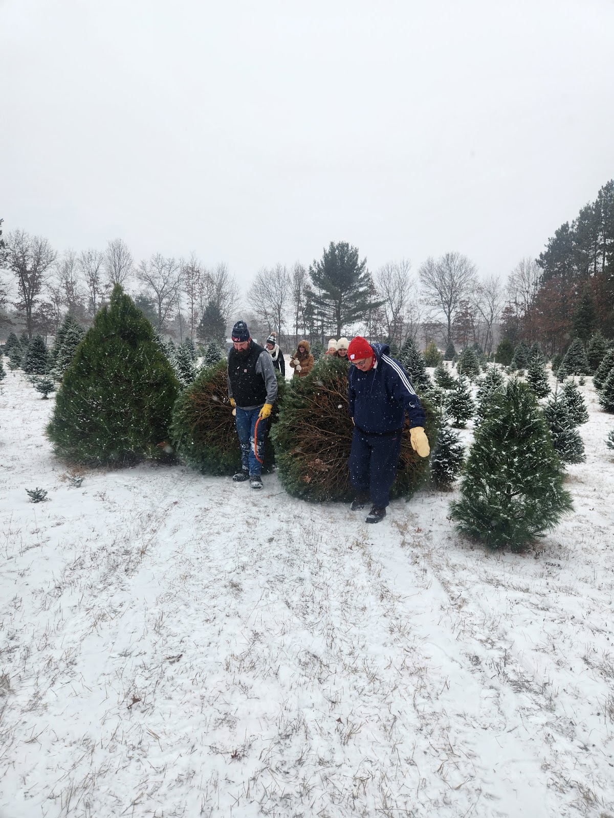 Happy Holiday Tree Farm in Wisconsin Rapids, Wisconsin