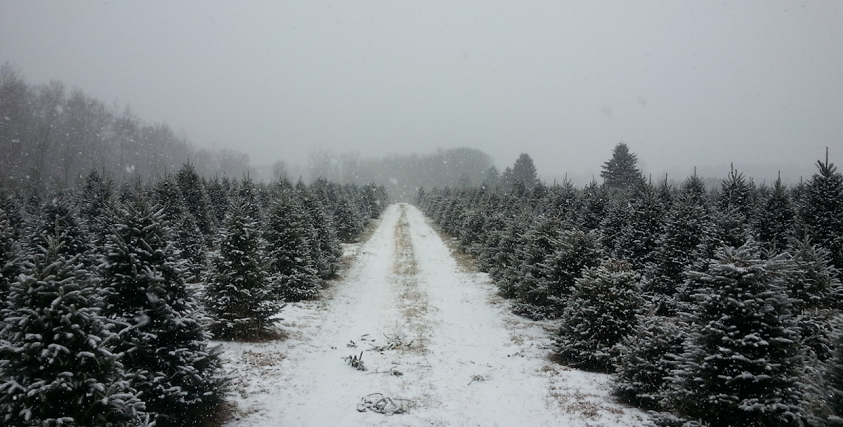 Happy Land Tree Farms Inc in Sandstone, Minnesota