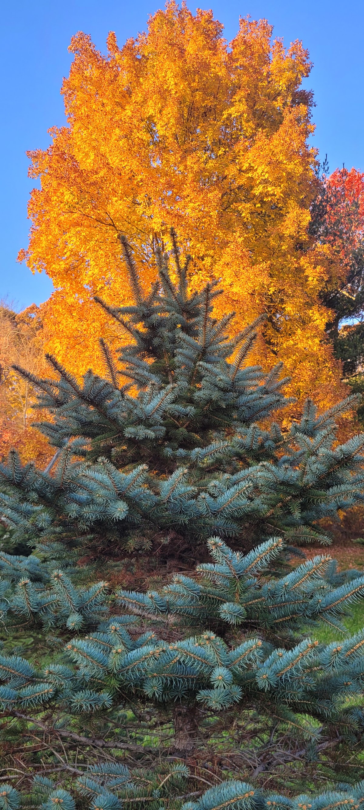 Happy Tree Acres in Coventry, Connecticut
