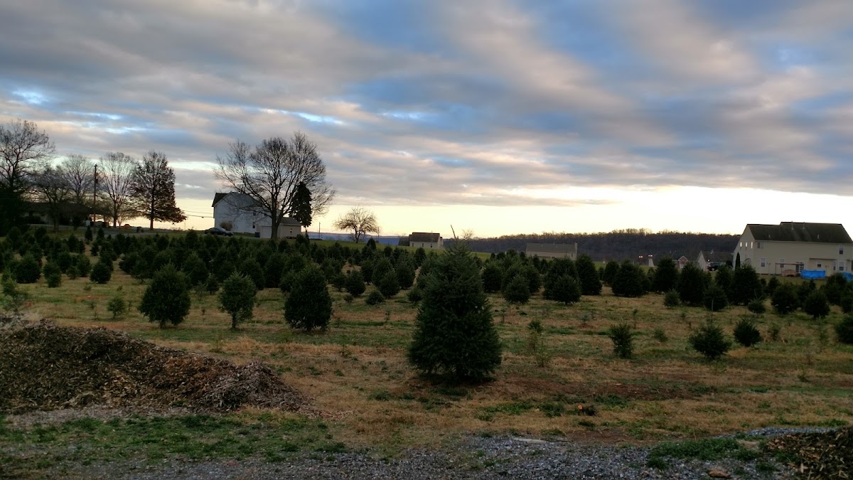 Haring Tree Farm in Etters, Pennsylvania