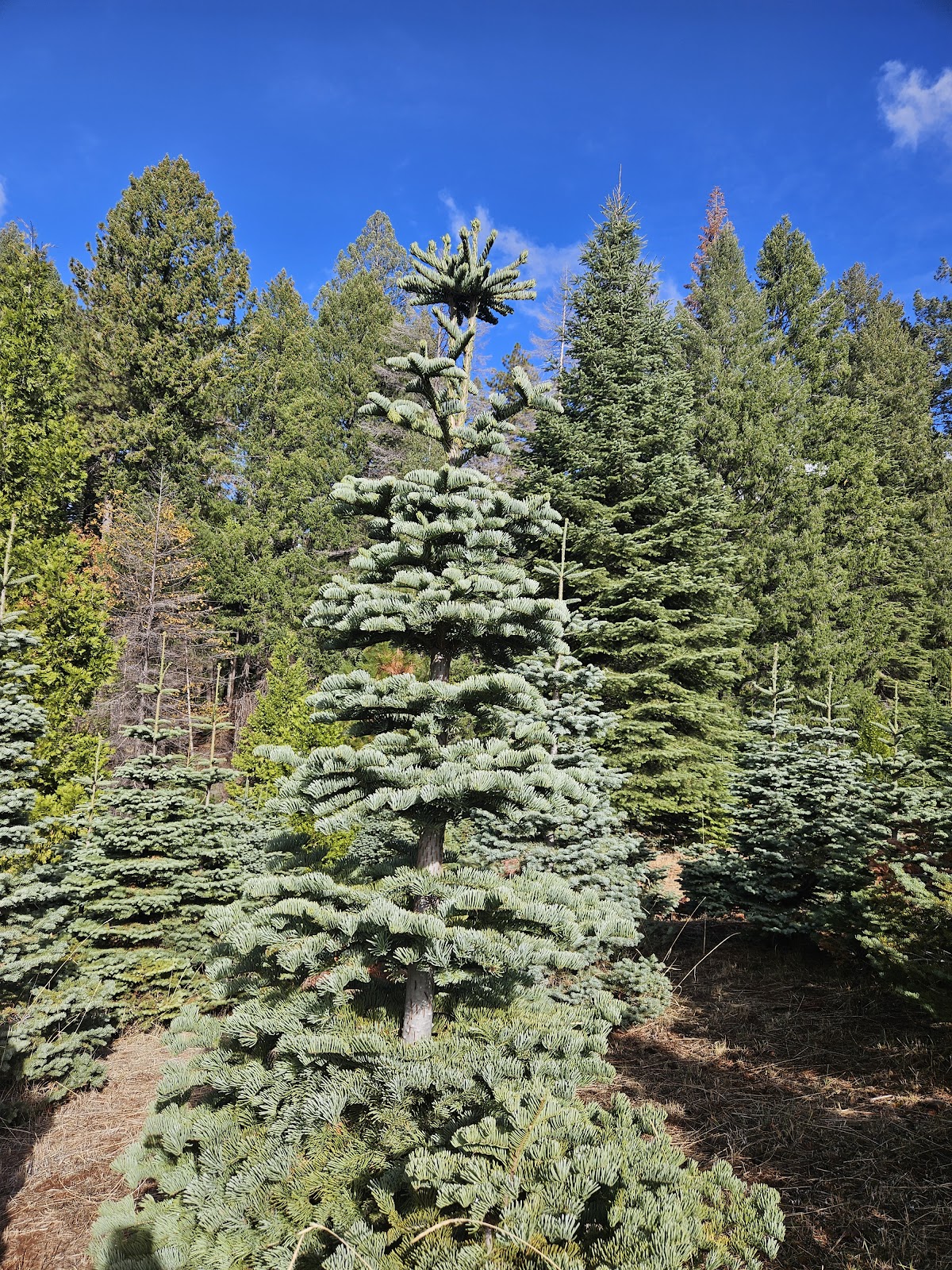 Harris Family Farm in Pollock Pines, California