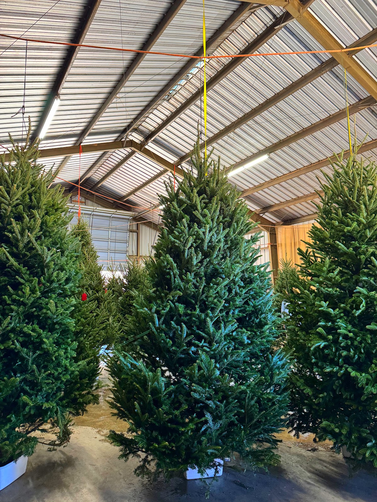 Hart's Christmas Trees in Wake Forest, North Carolina