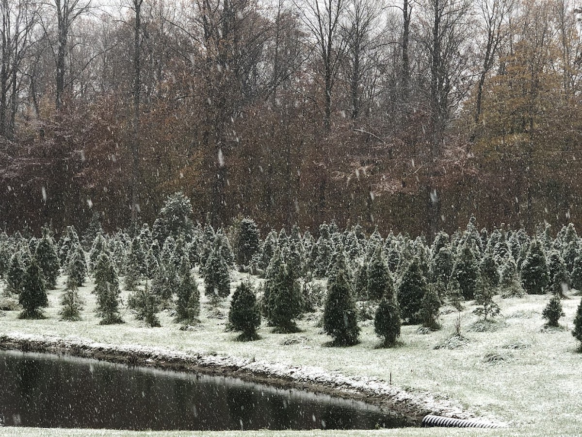 Hatton Christmas Trees in Greensburg, Indiana