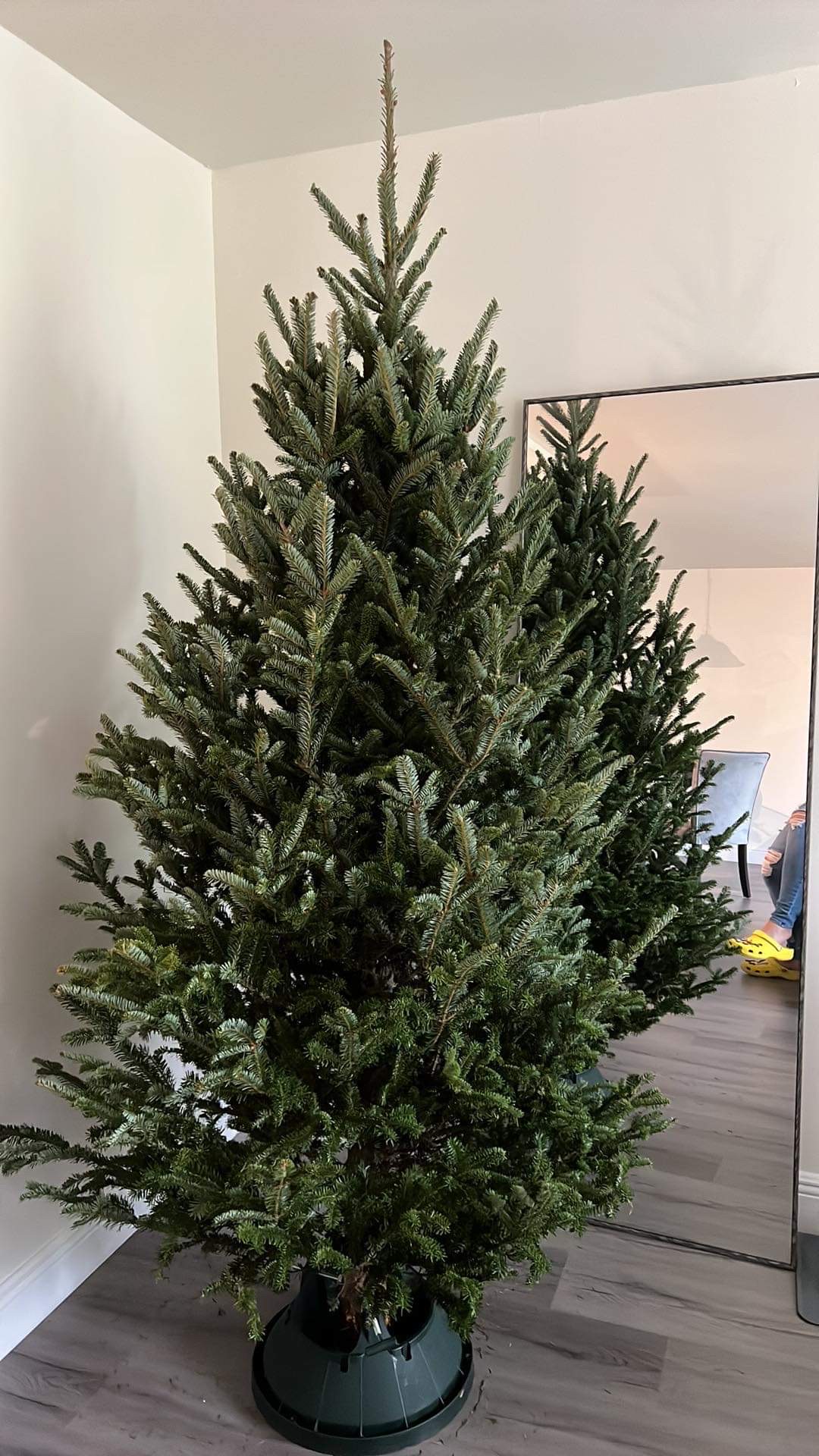 Hayes Farms Christmas Trees - Parkland, FL in Parkland, Florida