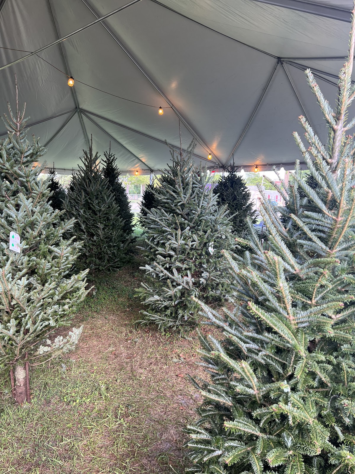 Hayes Farms Christmas Trees - Pompano Beach/Lighthouse Point, FL in Pompano Beach, Florida