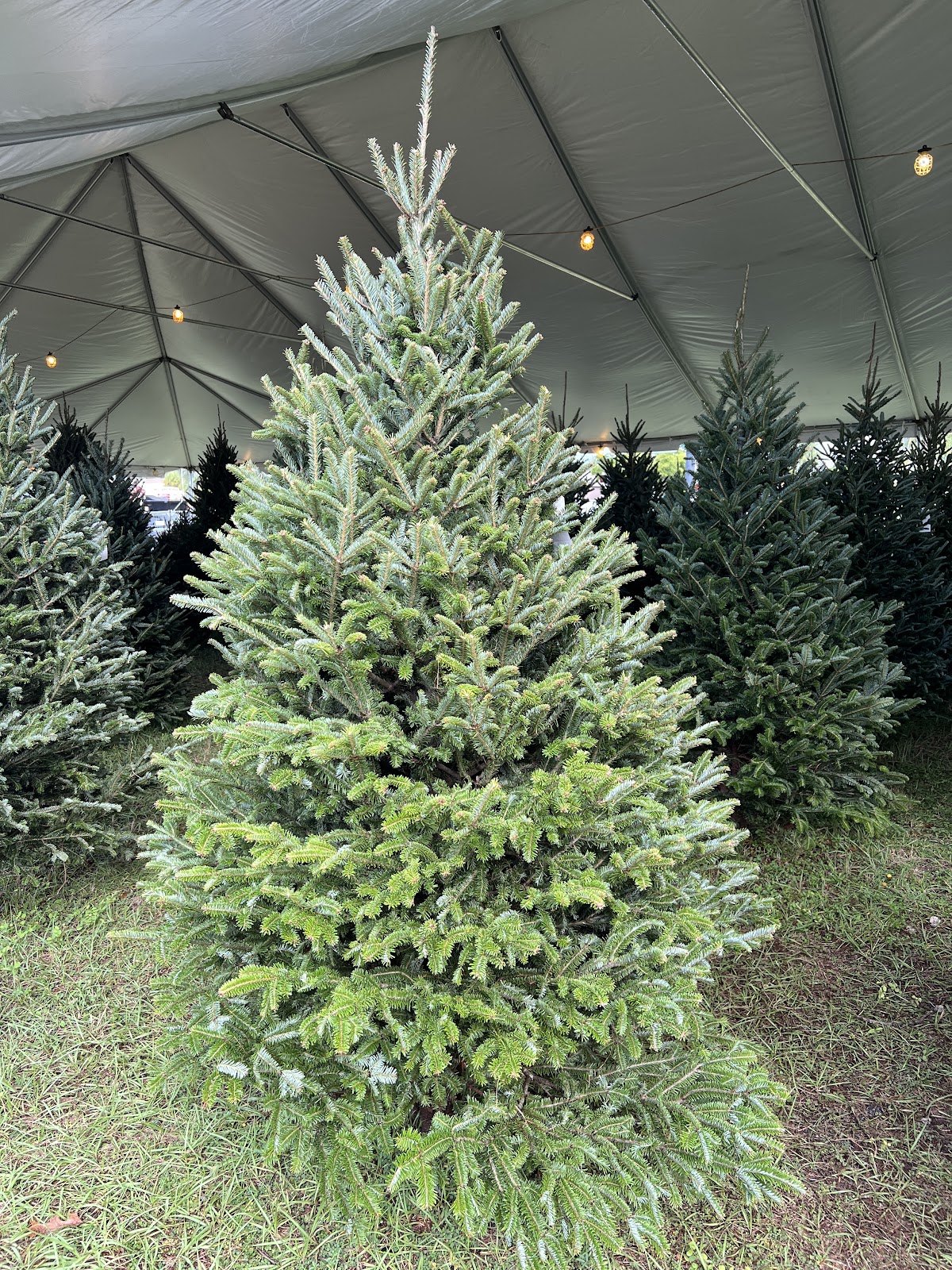 Hayes Farms Christmas Trees - SR 84 in Fort Lauderdale, Florida