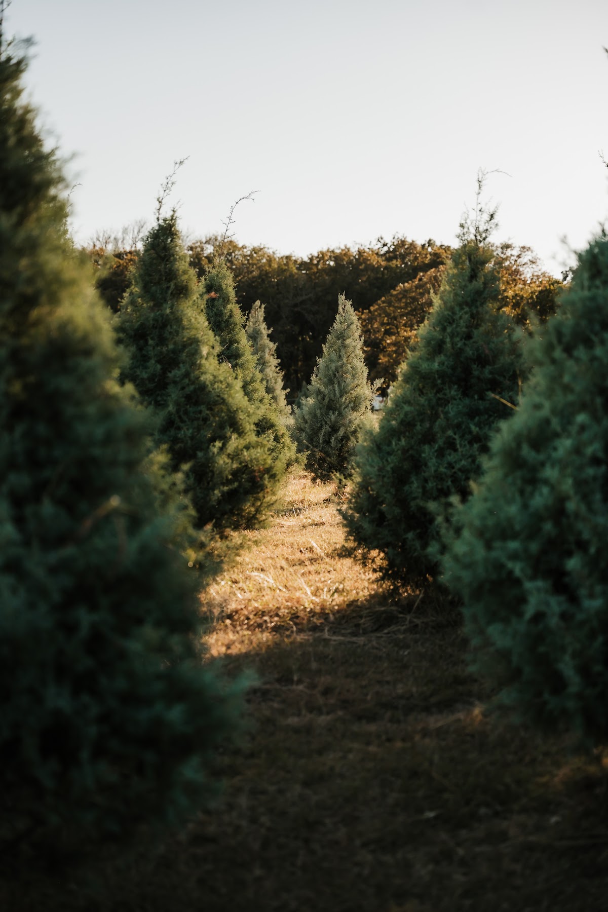 Haynie's Green Acres Farm in Crowley, Texas