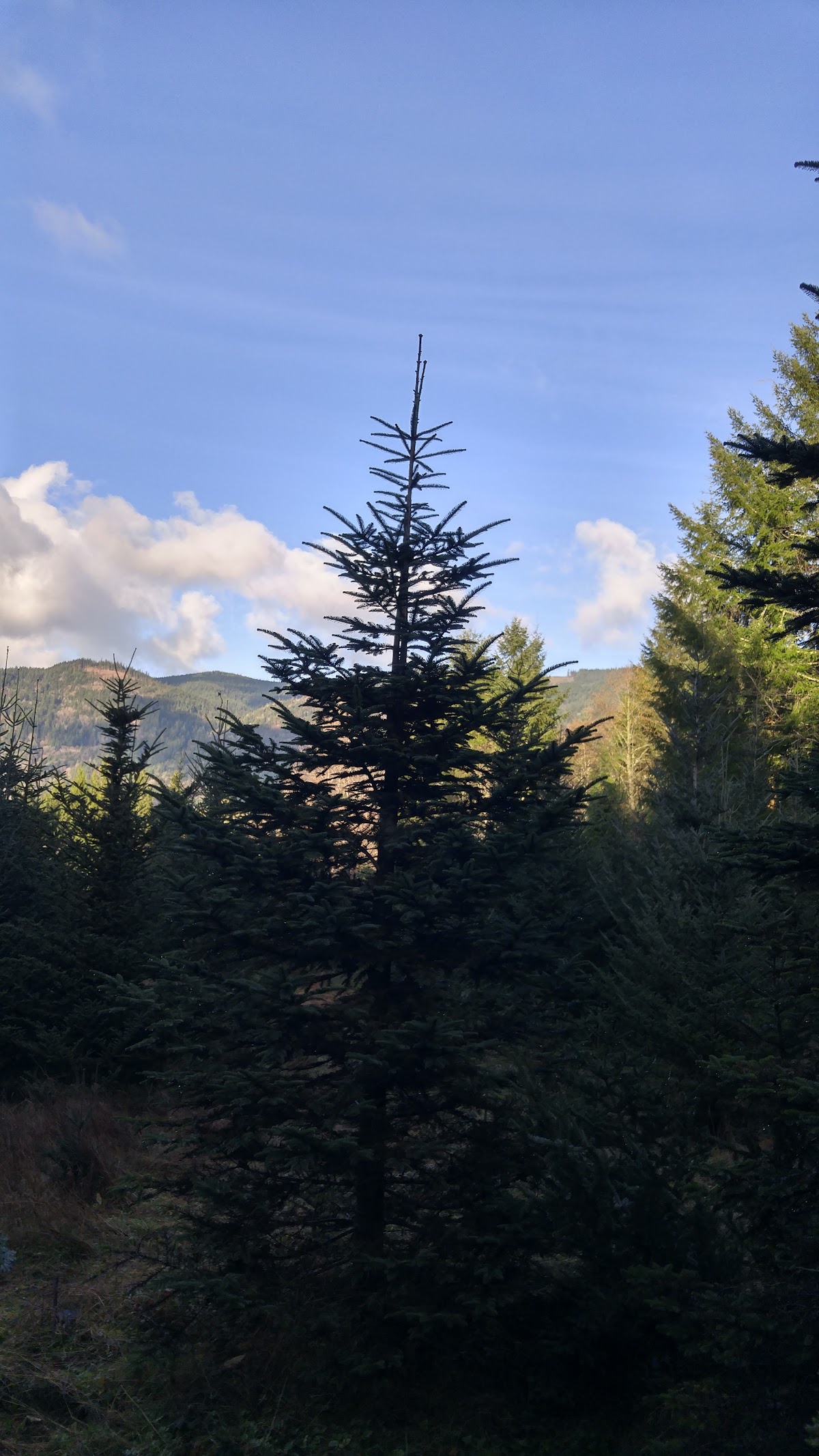 Heart to Heart Christmas Tree Farm in Sedro-Woolley, Washington