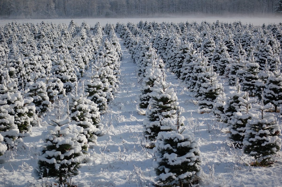 Hedlund Christmas Trees in Montesano, Washington