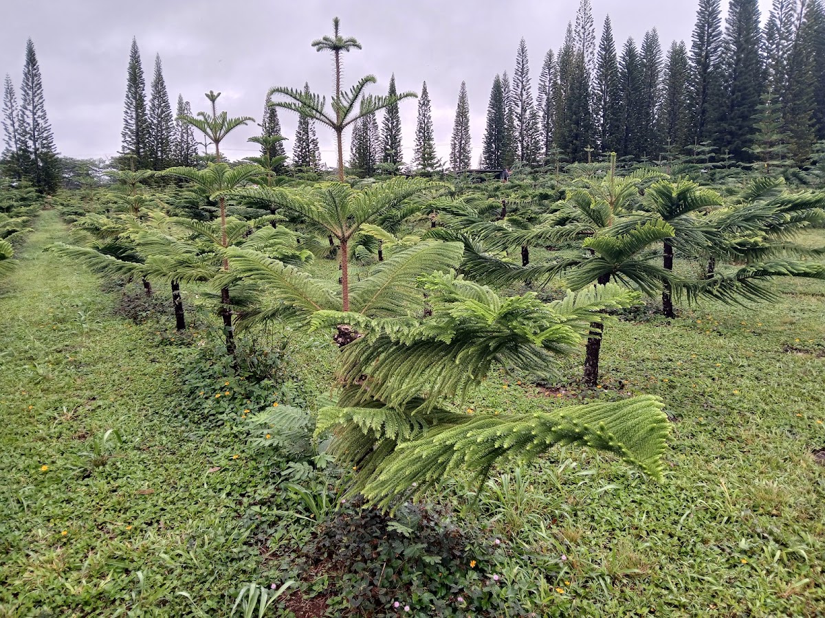 Helemano Farms in Wahiawa, Hawaii