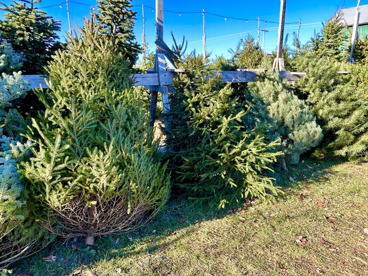 Helen & Eds Tree Farm in Wapwallopen, Pennsylvania