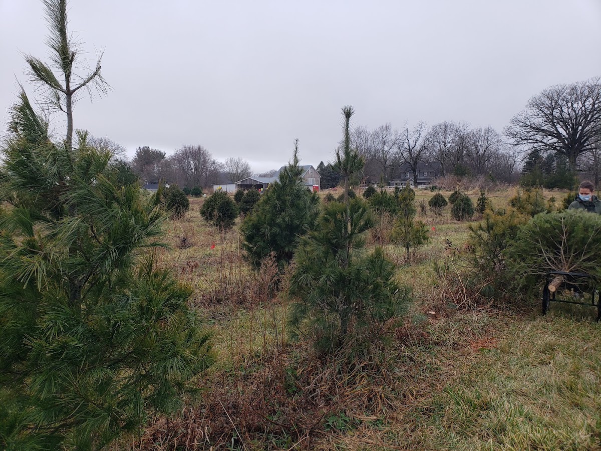 Helmigs Tree Farm in Saybrook, Illinois