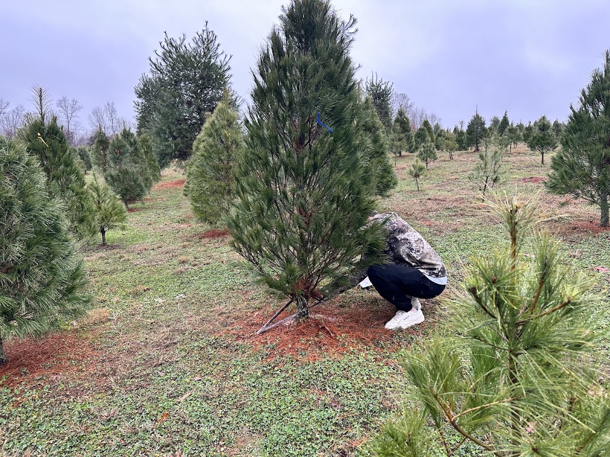 Helms christmas Tree Farm in Vale, North Carolina