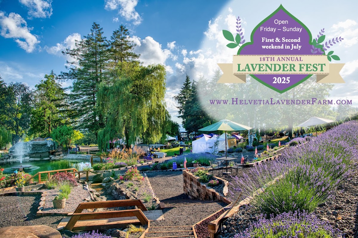 Helvetia Lavender Farm and Christmas Tree Farm in Hillsboro, Oregon