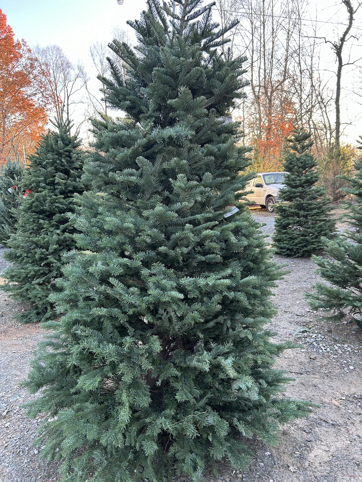 Hemlocks Christmas Trees in Jasper, Georgia