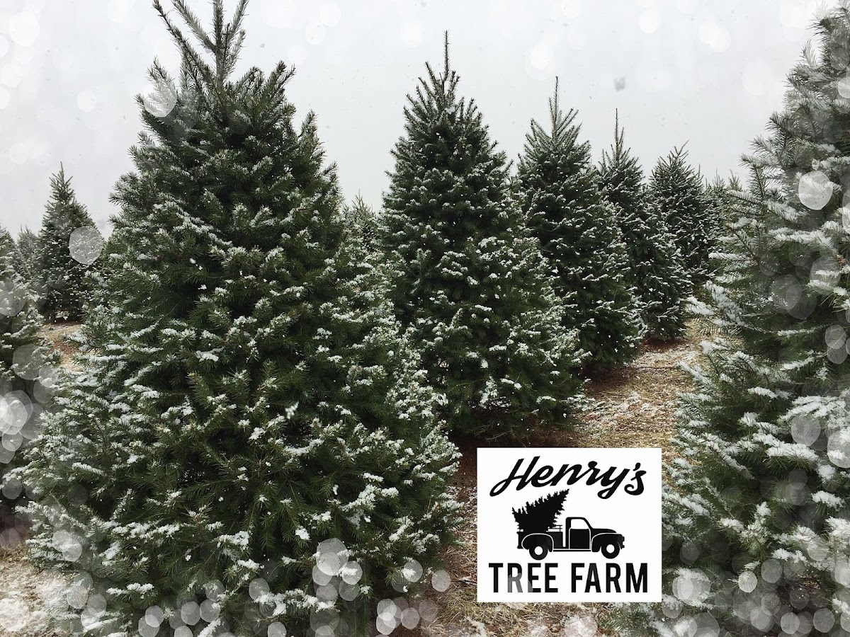 Henry's Tree Farm in McClure, Pennsylvania