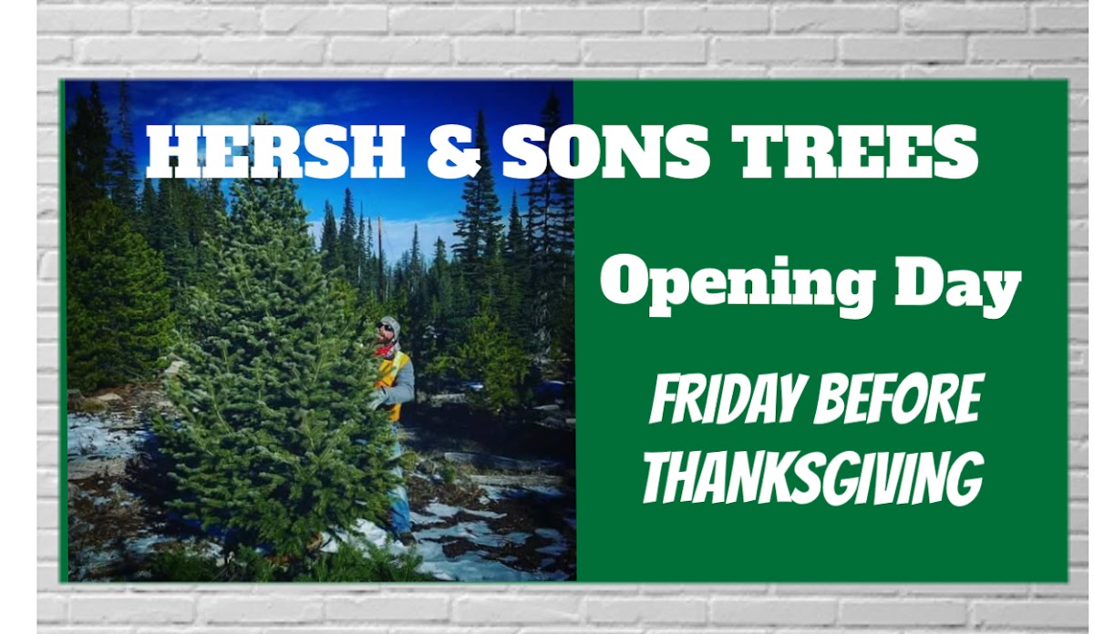 Hersh @ Sons Christmas trees in Fort Collins, Colorado