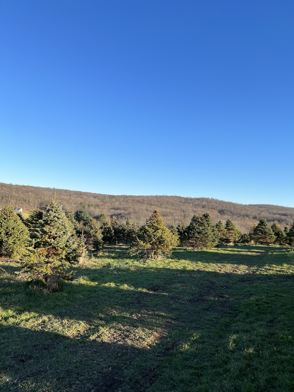 Herzig Family Tree Farm in Durham, Connecticut