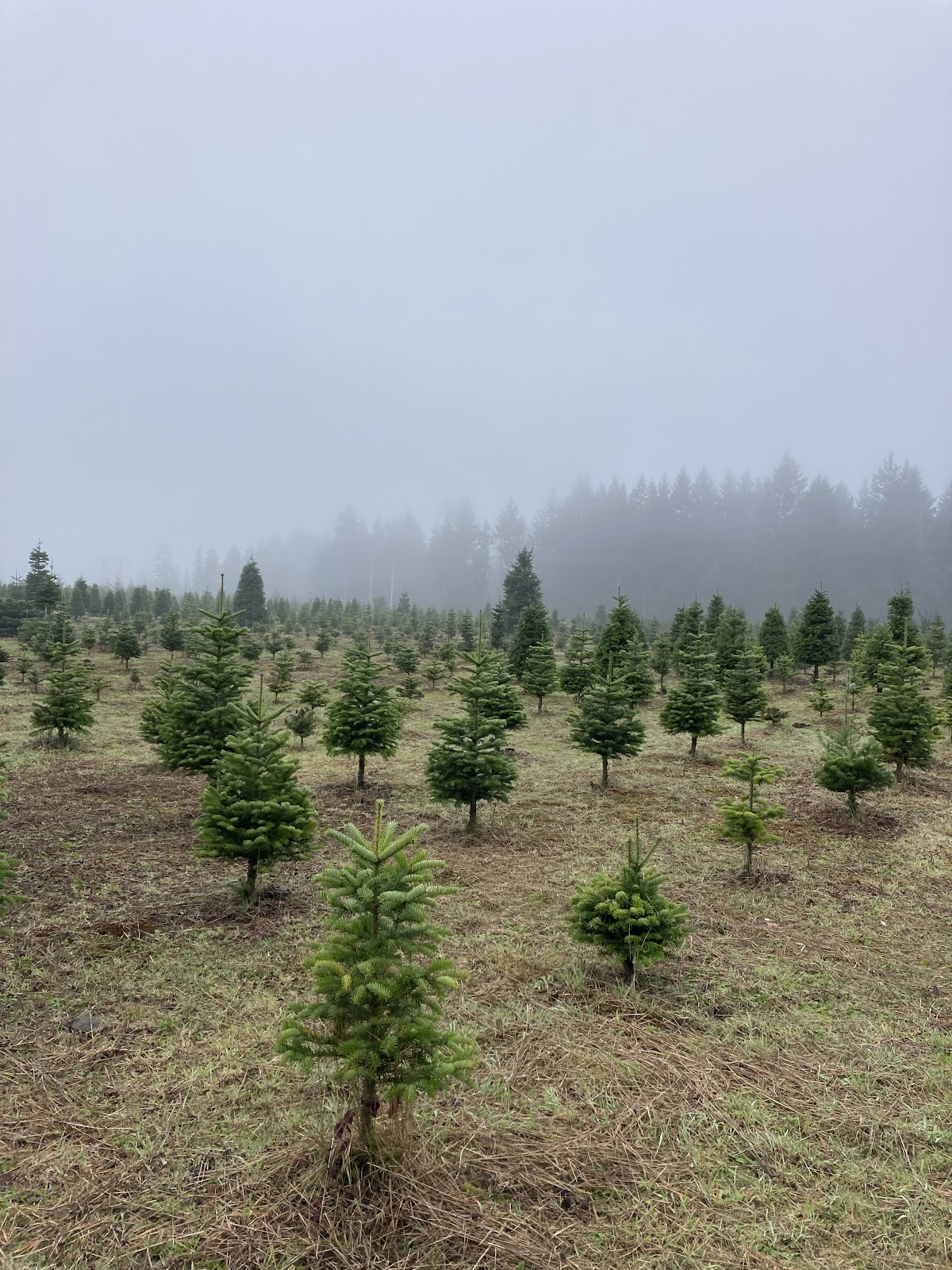 Hicks Tree Farms in Olympia, Washington