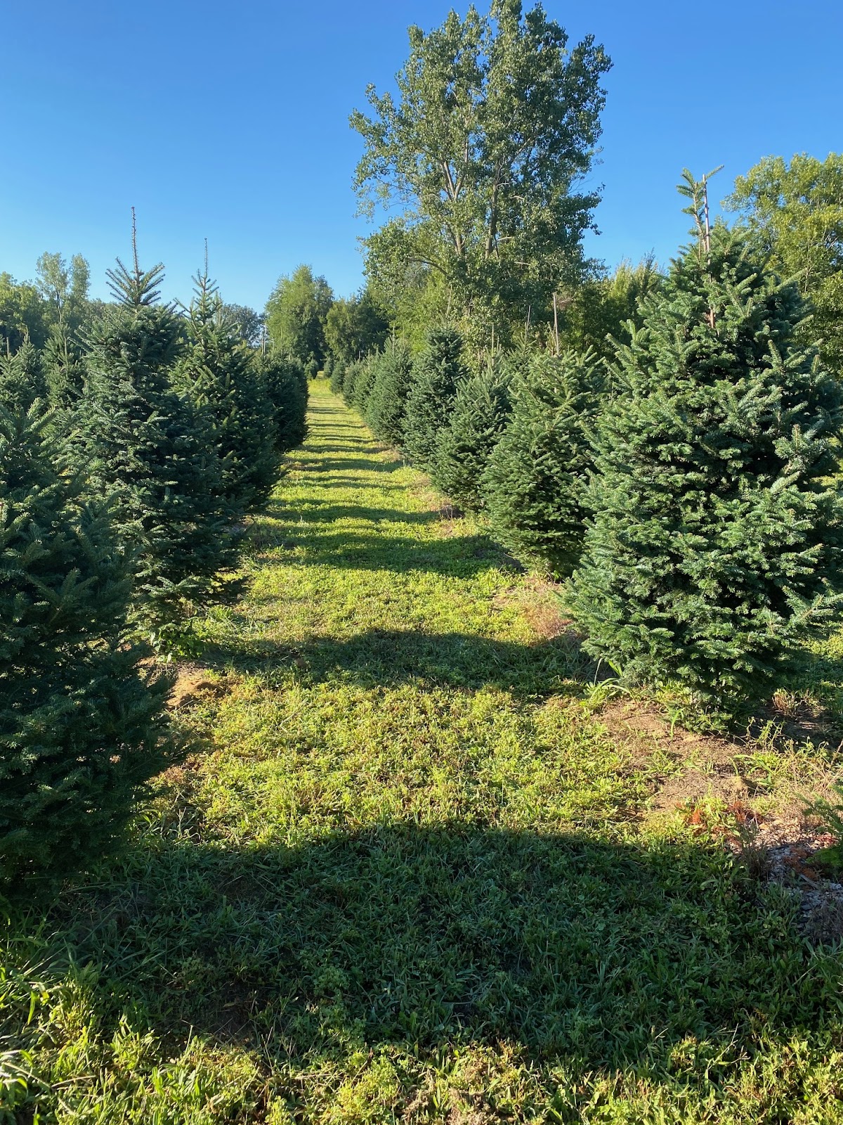 Hidden Pines Christmas Tree Farm - Clyde, OH in Clyde, Ohio