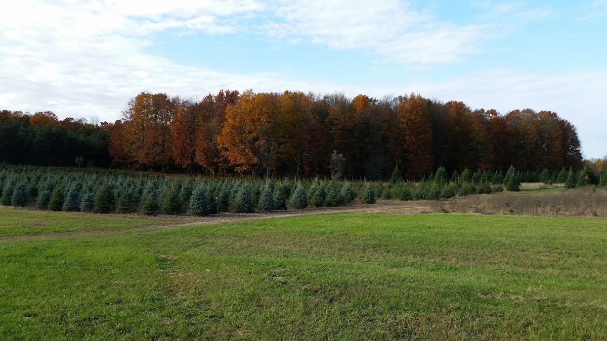 Hidden Valley Tree Farms LLC in Manton, Michigan