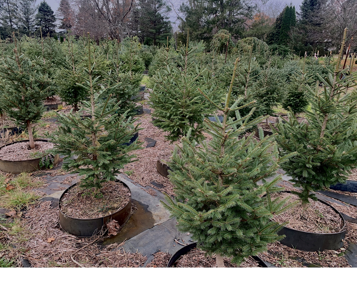 Highland Tree Farm in Highland, Michigan