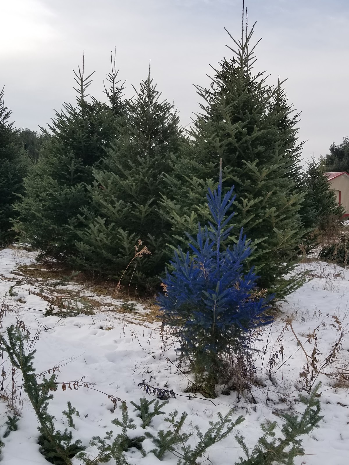 Highland Trees in Wausau, Wisconsin