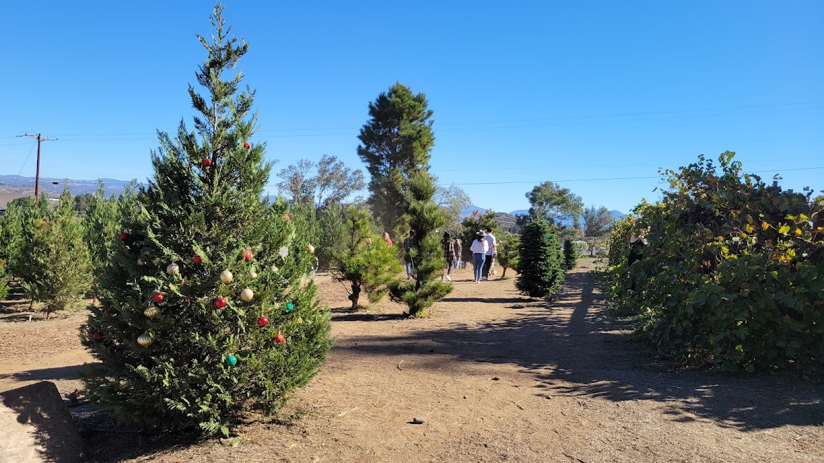 Highland Valley Christmas Tree Farm in Ramona, California