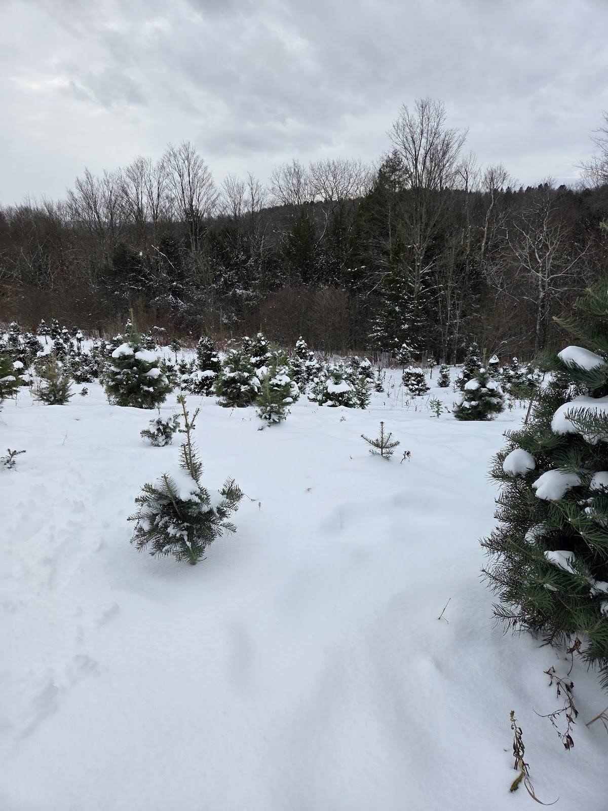 Hill's Christmas Tree Farm in Springville, New York
