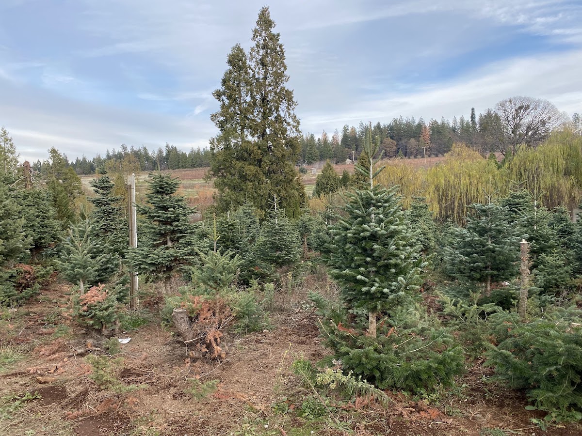 Hillside Tree Farm in Camino, California