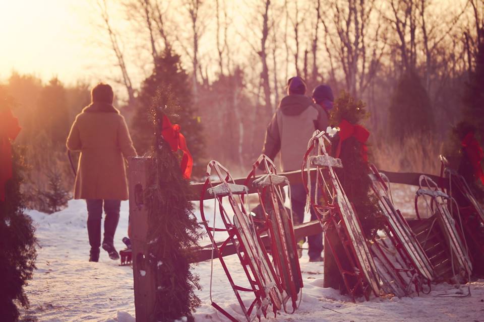 Hinkemeyer Christmas Tree Farm in Rice, Minnesota