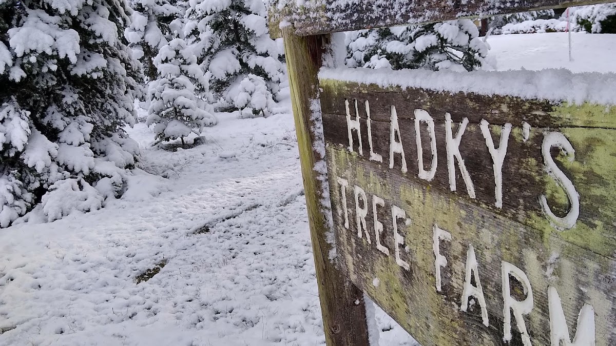 Hladky's Christmas Tree Farm in Pleasant Hill, Oregon