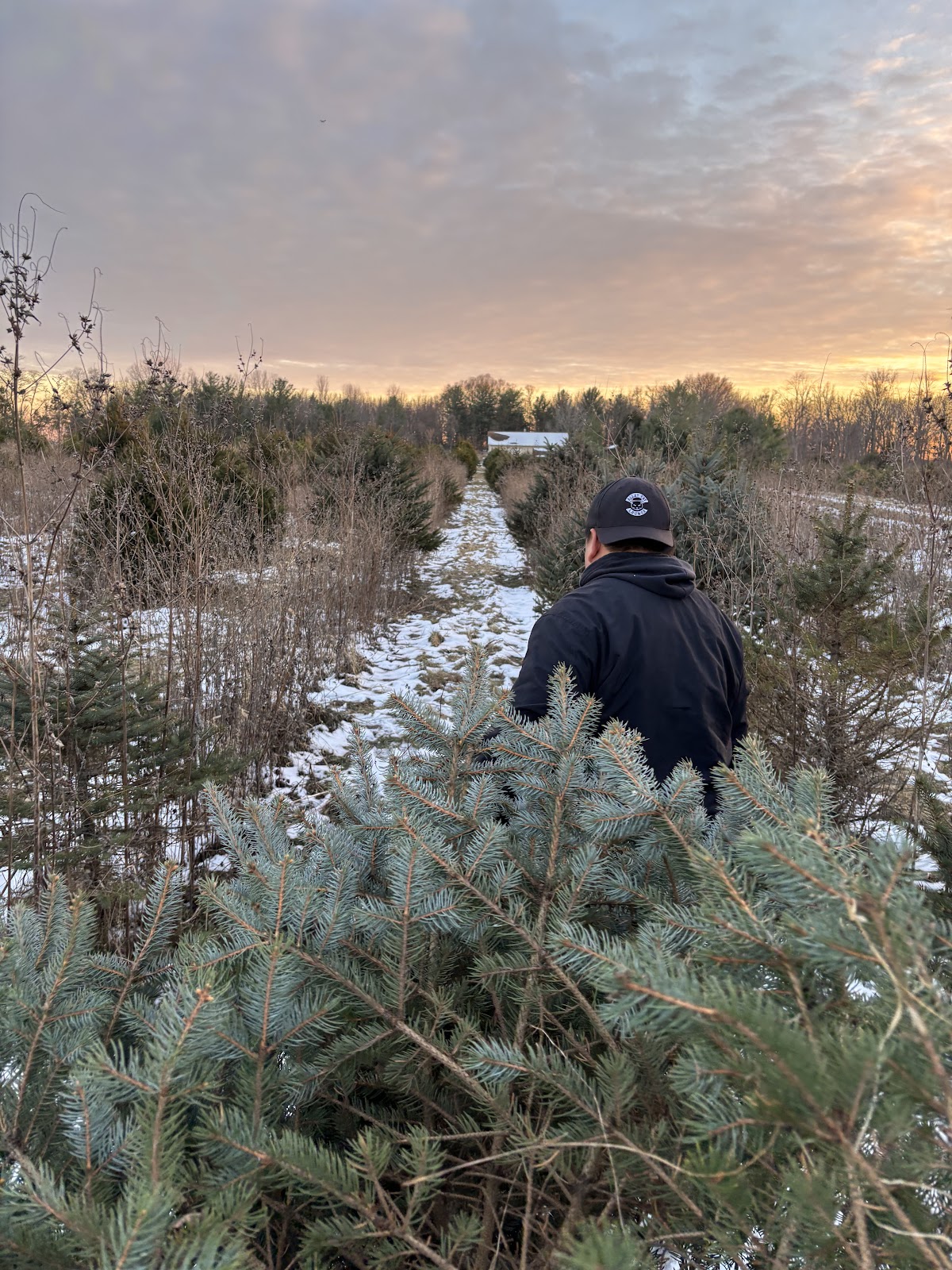 Hobble's Christmas Tree farm in Jamestown, Indiana