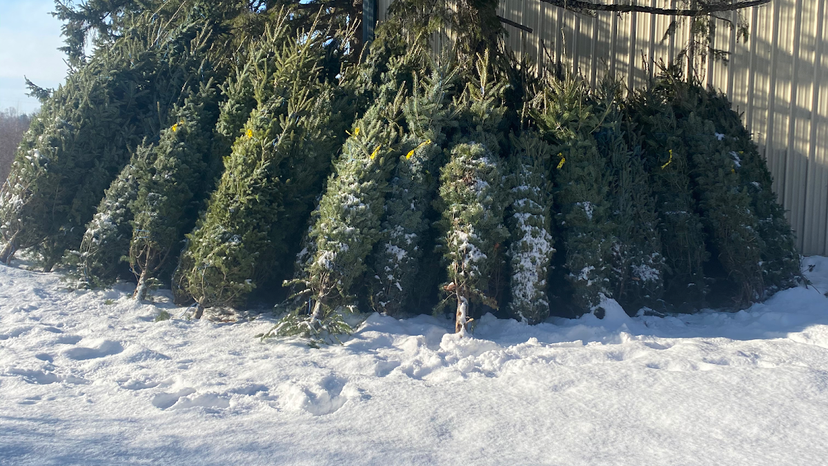 Hoffbauer Tree Farm in Duluth, Minnesota