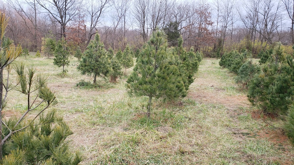 Holdeners Tree Farm in Swansea, Illinois