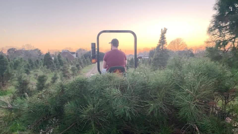 Holiday Acres Christmas Tree Farm in Manvel, Texas