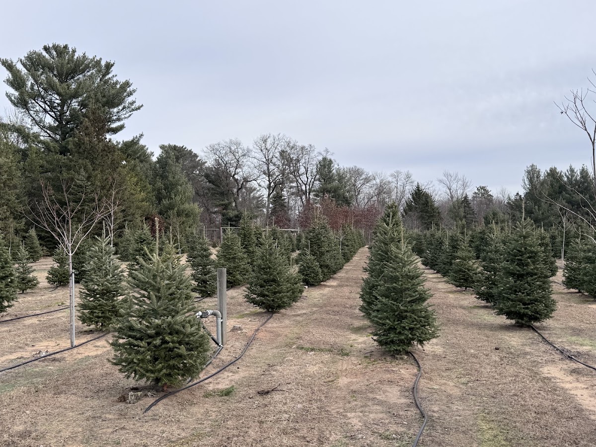 Holiday Creek Tree Farm (Tommy the Train) in Plover, Wisconsin