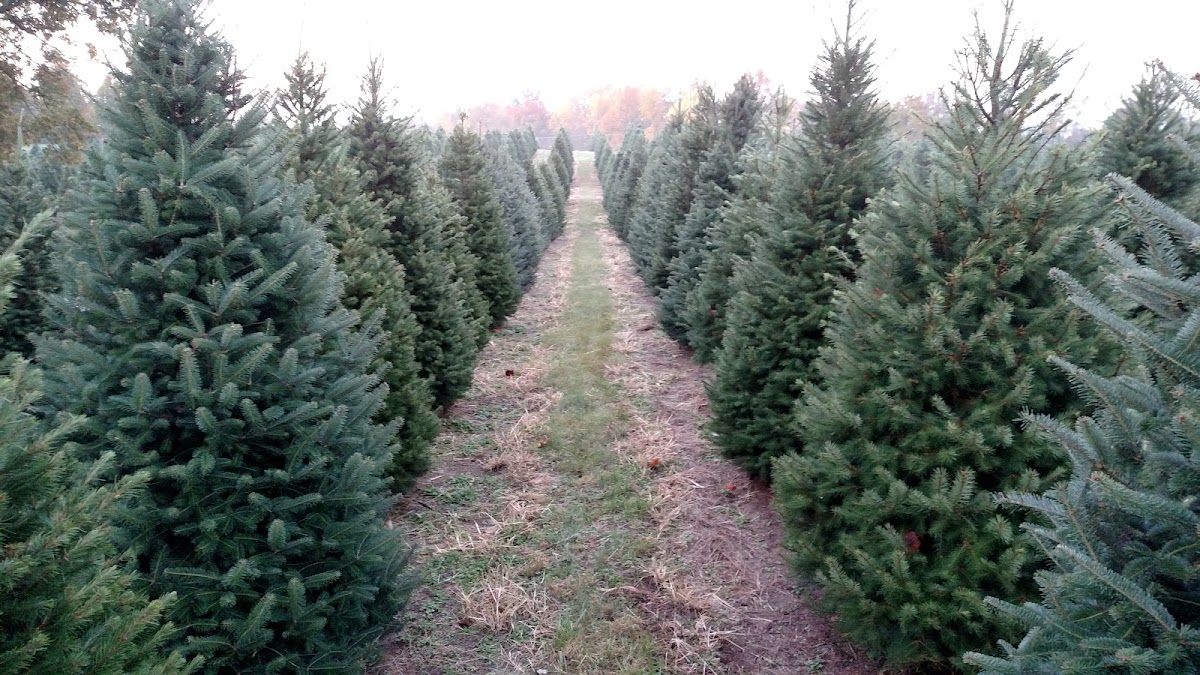 Holiday Hill Christmas Tree Farm in Terre Haute, Indiana