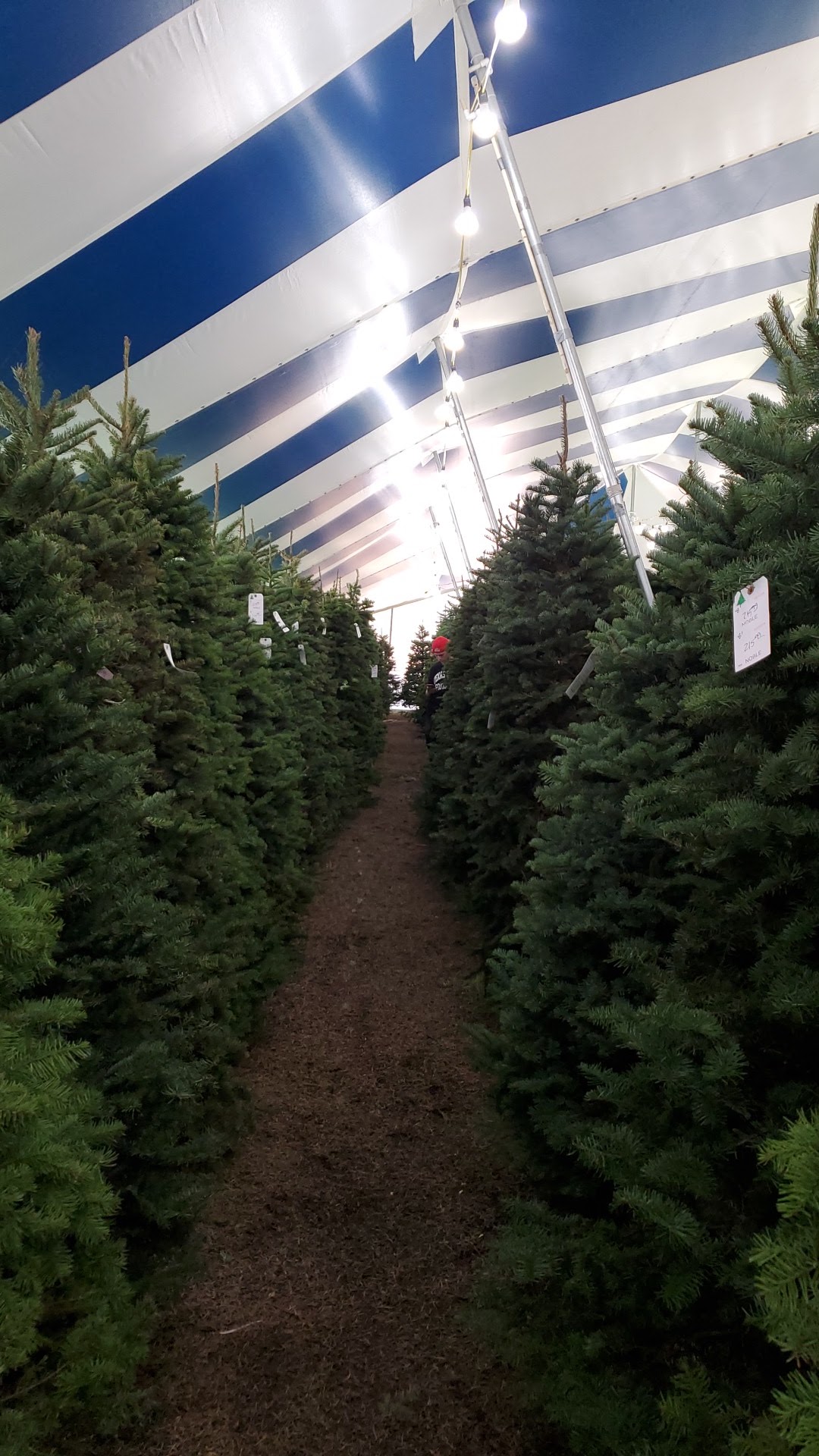 Holiday Hills Christmas Trees Lot 9 in New Braunfels, Texas