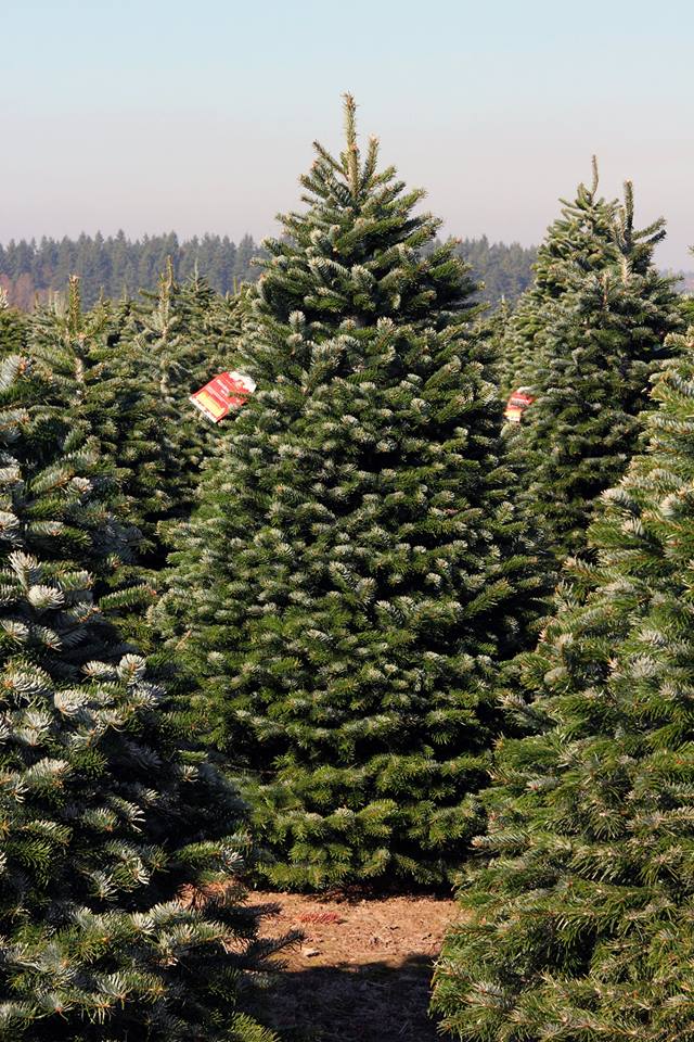 Holiday Specialtrees in Woodburn, Oregon