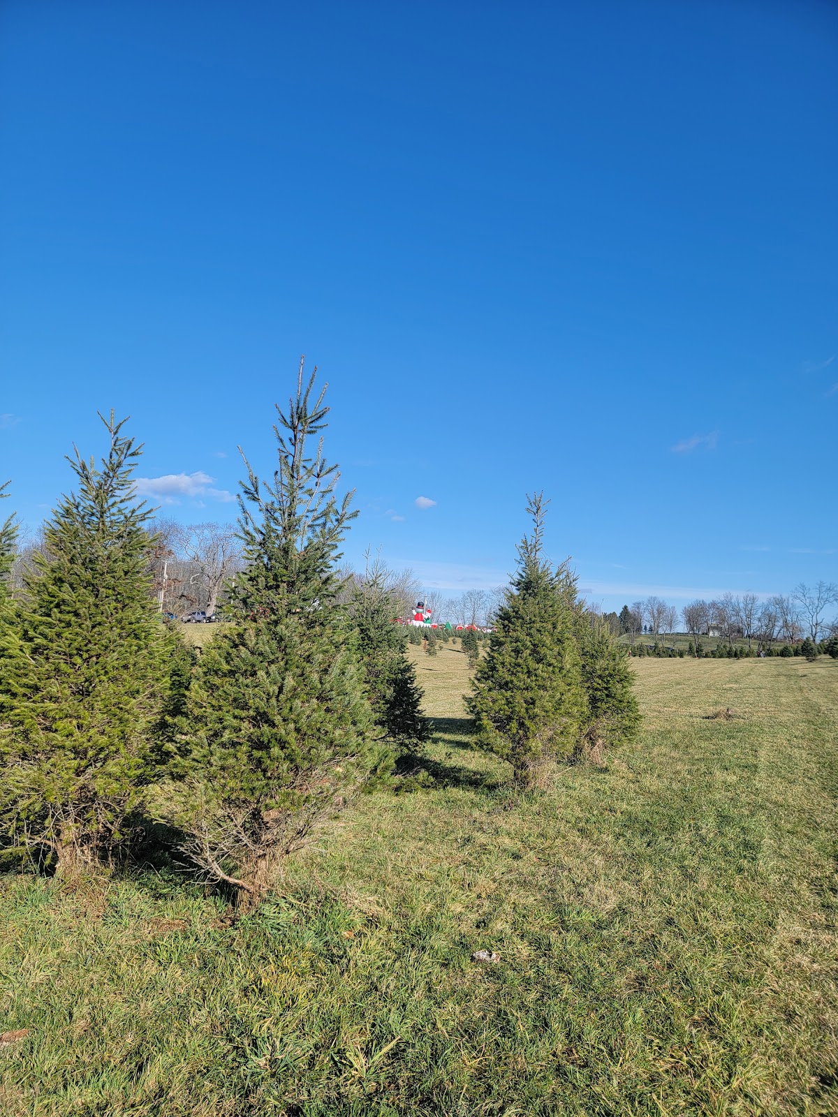 Holiday Tree Farm in Frankford, New Jersey
