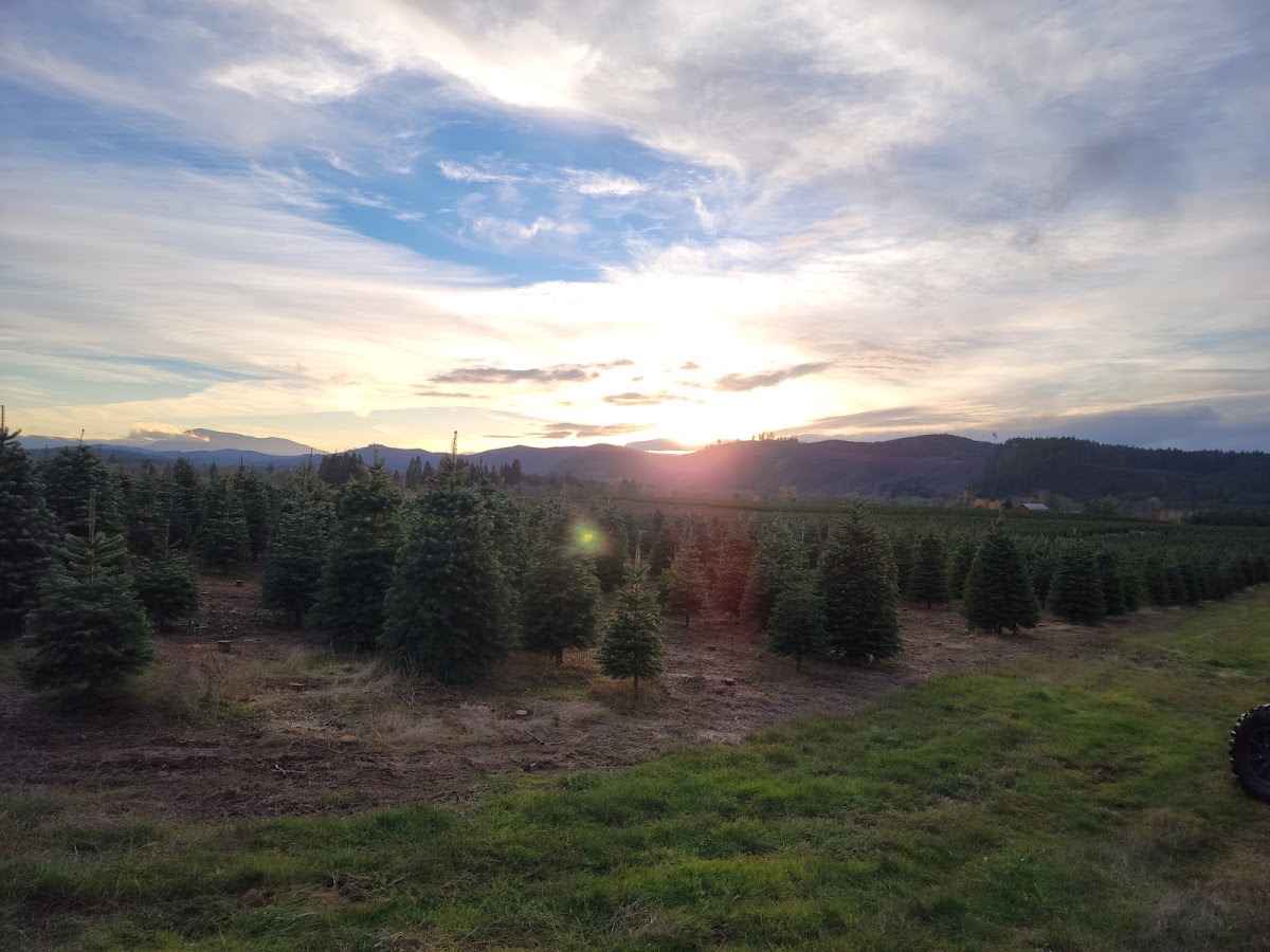 Holiday Tree Farms Inc in Corvallis, Oregon