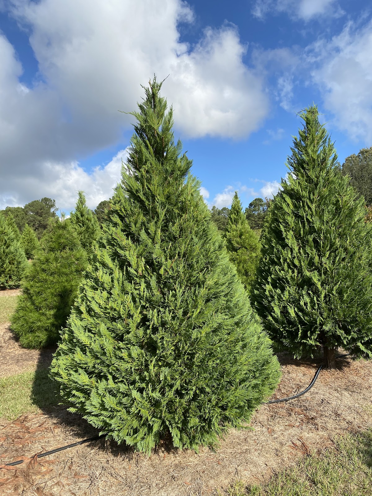 Hollis Christmas Tree Farm in Minden, Louisiana
