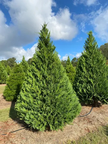 Hollis Christmas Tree Farm in West Plains, Missouri
