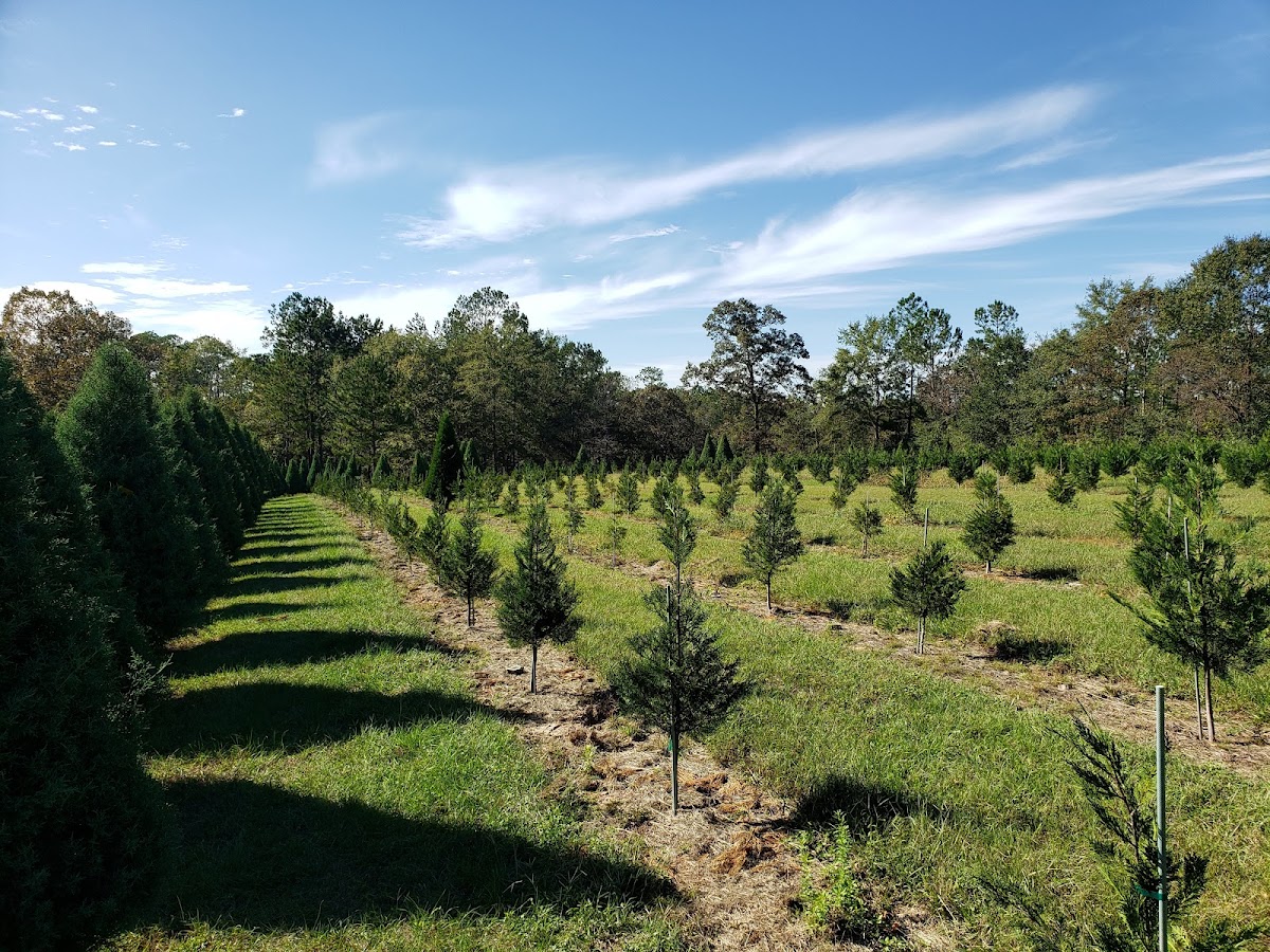 Holly Berry Hills Christmas Tree Farm in Saucier, Mississippi